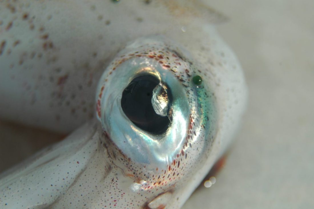 occhio-di-calamaro-e1480448524121